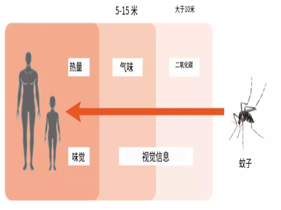 吃大蒜洋葱能驱蚊1136.png
