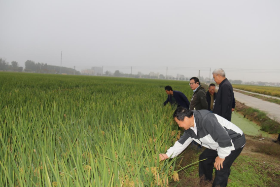 徐州市科协现代农业领域学会联合体组织开展水稻观摩和秋播指导活动(通讯稿)156.png