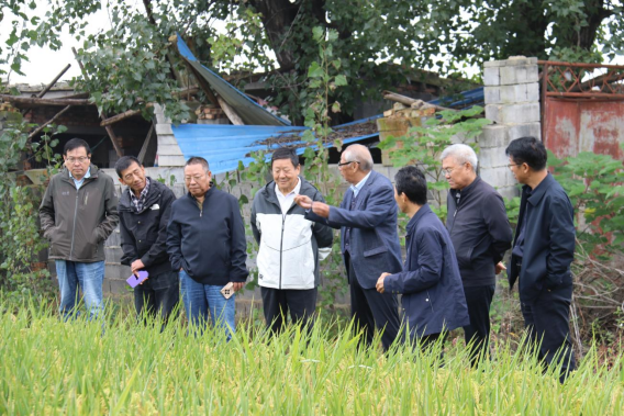 徐州市科协现代农业领域学会联合体组织开展水稻观摩和秋播指导活动(通讯稿)373.png