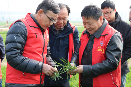 徐州市科协现代农业领域学会联合体开展小麦春管科技志愿服务1488.png